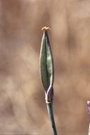 Calochortus argillosus