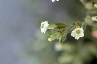Nicotiana obtusifolia var. obtusifolia