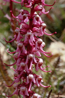 Pedicularis groenlandica