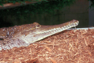 Johnston's Crocodile