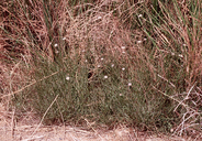 Almutaster pauciflorus