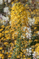 Yellow Bee-plant