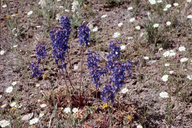Delphinium andersonii
