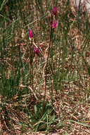 Dodecatheon alpinum ssp. majus