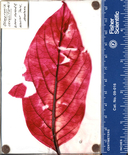 Osmaronia cerasiformis