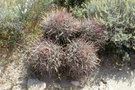 Many-headed barrel cactus