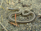 thamnophis elegans