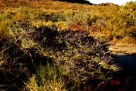 Little-leaved Mojave Indigo-bush
