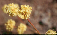 Oblong-leaved Buckwheat