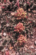 Sulphur-flowered Buckwheat