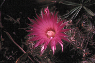 Viviparous Foxtail Cactus