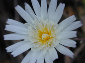 Cliff-aster