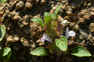Acanthomintha obovata ssp. cordata