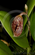 Ophidion pleurothallopsis