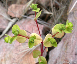Warty Spurge