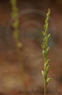 Goodyera oblongifolia var. reticulata