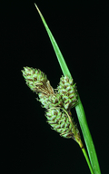 Carex heteroneura