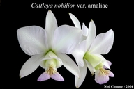 Cattleya nobilior var. amaliae