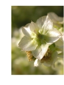 Ambrosia salsola var. pentalepis