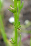 Plagiobothrys stipitatus var. micranthus