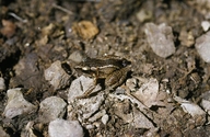 Eleutherodactylus cuneatus