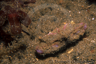 Sandflat Elbow Crab