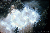 White Plumose Anemone