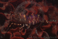 Intertidal Coastal Shrimp