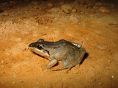 Leptodactylus spixi