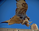 Buteo jamaicensis