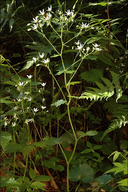 Saxifraga rotundifolia