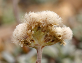 Antennaria rosea ssp. confinis