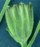 Crepis occidentalis