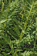 Tanacetum corymbosum ssp. clusii