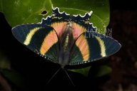 North Queensland Day Moth