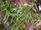 Ophioglossum palmatum