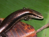 <strong>Location:</strong> Madre Selva Biological Station, Rio Orosa (Peru)<br /><strong>Author:</strong> <a href="http://calphotos.berkeley.edu/cgi/photographer_query?where-name_full=Shawn+Mallan&one=T">Shawn Mallan</a>