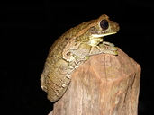 Trachycephalus typhonius