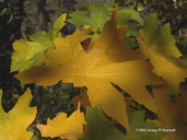 Acer macrophyllum