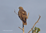 Buteo jamaicensis