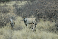 Tragelaphus oryx oryx