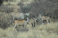 Tragelaphus oryx oryx