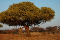 Shephards Tree