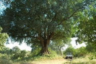 Nyala Tree