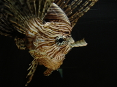 Pterois volitans