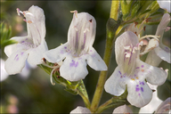 Satureja montana ssp. variegata