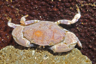 Knobkneed Crestleg Crab