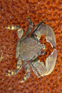 Flat Porcelain Crab