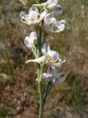 Delphinium hesperium ssp. pallescens