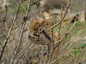 Toxicodendron diversilobum